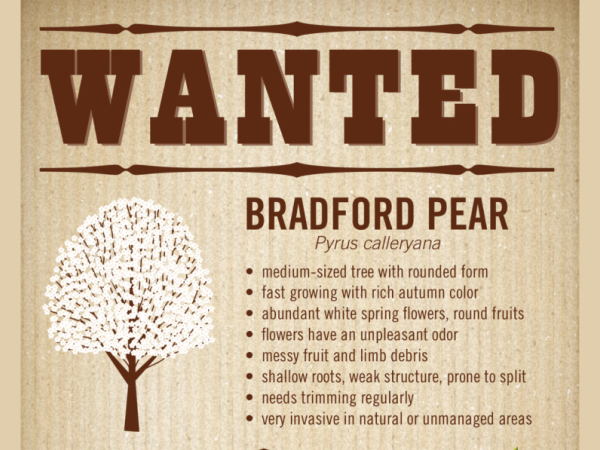 Wanted Bradford Pear Highlight